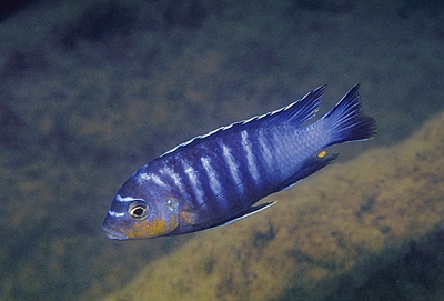 Maylandia flavifemina 'Chidunga Rocks'